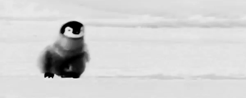 Baby penguin stumbling.