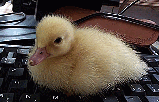 _images/duckly.gif
