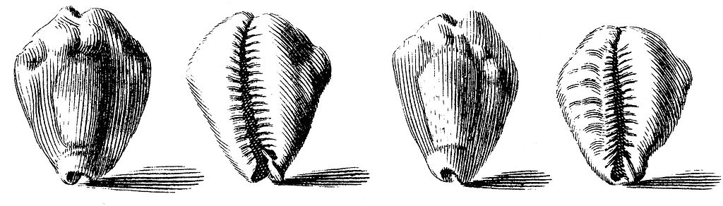 sea shell